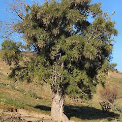 Waipiata, Central Otago.<br>Photographer: John Barkla, Licence: <a target='_blank' href='https://creativecommons.org/licenses/by/4.0'>CC BY</a>.