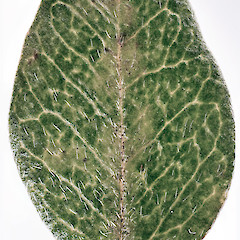 Hairs on adaxial surface of leaflet. Upper Hutt.<br>Photographer: Jeremy R. Rolfe, Date taken: 04/05/2013, Licence: <a target='_blank' href='https://creativecommons.org/licenses/by/4.0'>CC BY</a>.