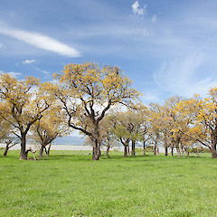 Lake Wairarapa.<br>Photographer: Mike Thorsen, Date taken: 06/10/2013, Licence: All rights reserved.
