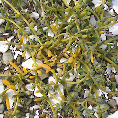 Suaeda novae-zelandiae, Pounawea.<br>Photographer: John Barkla, Licence: <a target='_blank' href='https://creativecommons.org/licenses/by/4.0'>CC BY</a>.