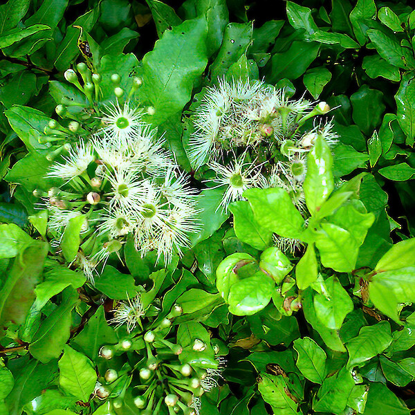 Syzygium maire