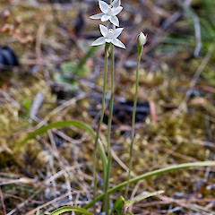 Tararua Forest Park.<br>Photographer: Jeremy R. Rolfe, Date taken: 23/12/2007, Licence: <a target='_blank' href='https://creativecommons.org/licenses/by/4.0'>CC BY</a>.