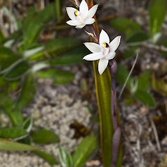Thelymitra longifolia.<br>Photographer: Mike Thorsen, Licence: All rights reserved. <a class='member-message' href='/nzpcn/why-join-nzpcn/' target='_blank'>Members can view a larger version of this image.</a>