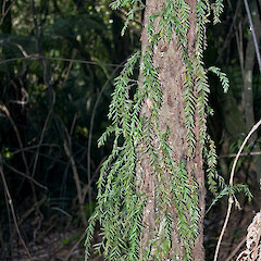 On ponga (Cyathea dealbata), Silverstream, Upper Hutt.<br>Photographer: Jeremy R. Rolfe, Date taken: 11/10/2006, Licence: <a target='_blank' href='https://creativecommons.org/licenses/by/4.0'>CC BY</a>. <a class='member-message' href='/nzpcn/why-join-nzpcn/' target='_blank'>Members can view a larger version of this image.</a>