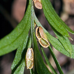 Dehisced synangia. Silverstream, Upper Hutt.<br>Photographer: Jeremy R. Rolfe, Date taken: 11/10/2006, Licence: <a target='_blank' href='https://creativecommons.org/licenses/by/4.0'>CC BY</a>. <a class='member-message' href='/nzpcn/why-join-nzpcn/' target='_blank'>Members can view a larger version of this image.</a>