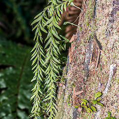 On wheki (Dicksonia squarrosa), Stokes Valley, Lower Hutt.<br>Photographer: Jeremy R. Rolfe, Date taken: 14/06/2015, Licence: <a target='_blank' href='https://creativecommons.org/licenses/by/4.0'>CC BY</a>. <a class='member-message' href='/nzpcn/why-join-nzpcn/' target='_blank'>Members can view a larger version of this image.</a>