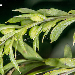 On wheki (Dicksonia squarrosa), Stokes Valley, Lower Hutt.<br>Photographer: Jeremy R. Rolfe, Date taken: 14/06/2015, Licence: <a target='_blank' href='https://creativecommons.org/licenses/by/4.0'>CC BY</a>. <a class='member-message' href='/nzpcn/why-join-nzpcn/' target='_blank'>Members can view a larger version of this image.</a>