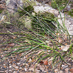 Carex minor
