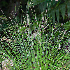 Carex hamlinii