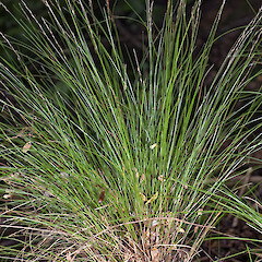 Carex banksiana
