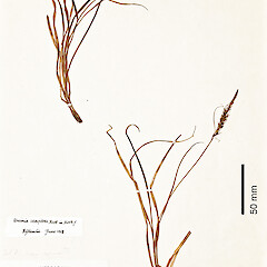 Carex astricta