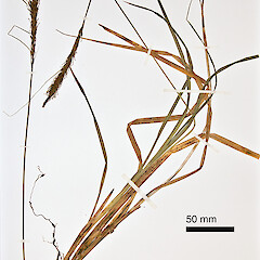 Carex corynoidea