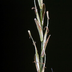 Carex subviridis