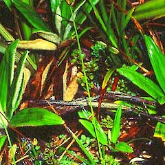 Carex drucei