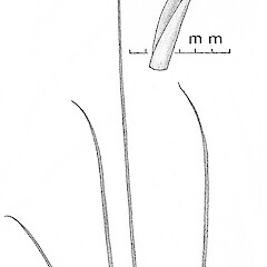Carex egmontiana