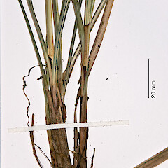 Herbarium specimen: AK 298307. Photographed with permission of Auckland Institute and Museum.<br>Photographer: Jeremy R. Rolfe, Date taken: 30/10/2007, Licence: <a target='_blank' href='https://creativecommons.org/licenses/by/4.0'>CC BY</a>. <a class='member-message' href='/nzpcn/why-join-nzpcn/' target='_blank'>Members can view a larger version of this image.</a>
