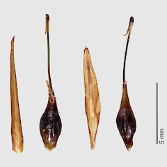 Glume and utricle: abaxial view (left), adaxial view (right). Tararua Range.<br>Photographer: Jeremy R. Rolfe, Date taken: 26/02/2008, Licence: <a target='_blank' href='https://creativecommons.org/licenses/by/4.0'>CC BY</a>. <a class='member-message' href='/nzpcn/why-join-nzpcn/' target='_blank'>Members can view a larger version of this image.</a>