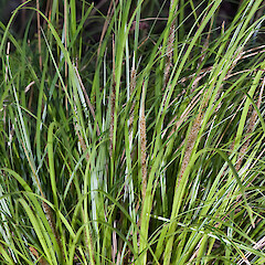 Carex megalepis