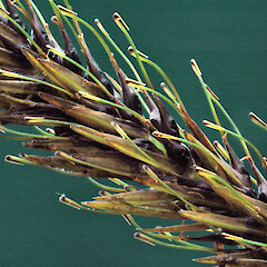 Close-up of fruiting spike. In cultivation. Jan 2011.<br>Photographer: Colin C. Ogle, Licence: <a target='_blank' href='https://creativecommons.org/licenses/by-nc/4.0'>CC BY-NC</a>. <a class='member-message' href='/nzpcn/why-join-nzpcn/' target='_blank'>Members can view a larger version of this image.</a>