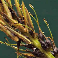 Utricles and glumes. In cultivation. Jan 2011.<br>Photographer: Colin C. Ogle, Licence: <a target='_blank' href='https://creativecommons.org/licenses/by-nc/4.0'>CC BY-NC</a>. <a class='member-message' href='/nzpcn/why-join-nzpcn/' target='_blank'>Members can view a larger version of this image.</a>