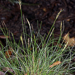 Carex lectissima