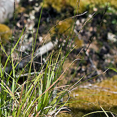Carex penalpina