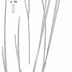 Carex imbecilla