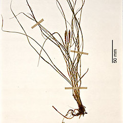 Herbarium specimen: AK 51063.<br>Photographer: Jeremy R. Rolfe, Licence: <a target='_blank' href='https://creativecommons.org/licenses/by/4.0'>CC BY</a>.