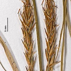 Herbarium specimen: AK 51063.<br>Photographer: Jeremy R. Rolfe, Licence: <a target='_blank' href='https://creativecommons.org/licenses/by/4.0'>CC BY</a>.