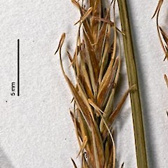Herbarium specimen: AK 51063.<br>Photographer: Jeremy R. Rolfe, Licence: <a target='_blank' href='https://creativecommons.org/licenses/by/4.0'>CC BY</a>.