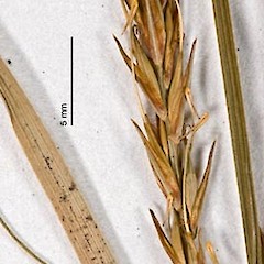 Herbarium specimen: AK 51063.<br>Photographer: Jeremy R. Rolfe, Licence: <a target='_blank' href='https://creativecommons.org/licenses/by/4.0'>CC BY</a>.