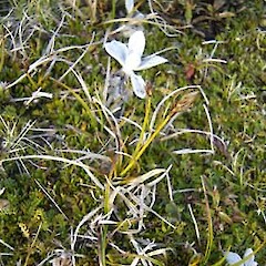 Carex crispa