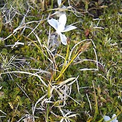 Carex crispa.<br>Photographer: Sandra Wotherspoon, Licence: <a target='_blank' href='https://creativecommons.org/licenses/by-nc/4.0'>CC BY-NC</a>.