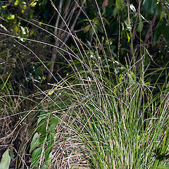 Carex erythrovaginata