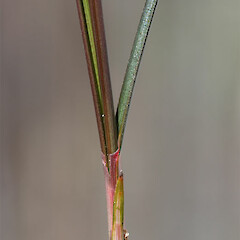 Carex cyanea