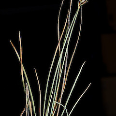 Carex cheesemaniana