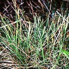 Carex obtusifolia