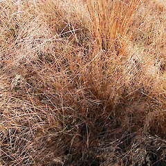 Uncinia rubra.<br>Photographer: Mike Thorsen, Licence: All rights reserved.