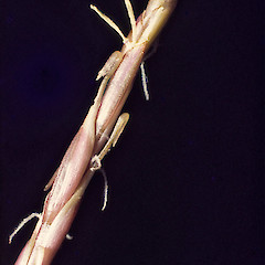 Close-up of flowers. In cultivation ex Moawhango River. Nov 1975.<br>Photographer: Colin C. Ogle, Licence: <a target='_blank' href='https://creativecommons.org/licenses/by-nc/4.0'>CC BY-NC</a>.