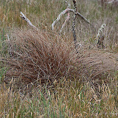 Carex punicea