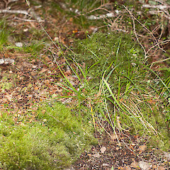 Carex horizontalis