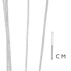 Carex healyi