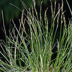Carex silvestris