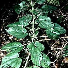 Urtica australis.<br>Photographer: John Smith-Dodsworth, Licence: <a target='_blank' href='https://creativecommons.org/licenses/by-nc/4.0'>CC BY-NC</a>.