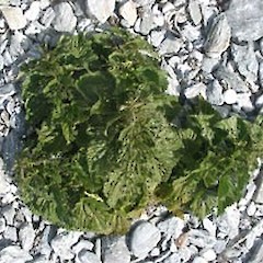 Urtica australis.<br>Photographer: John Sawyer, Licence: <a target='_blank' href='https://creativecommons.org/licenses/by-nc/4.0'>CC BY-NC</a>.