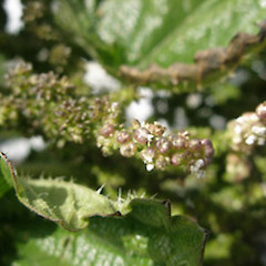 Urtica australis.<br>Photographer: John Sawyer, Licence: <a target='_blank' href='https://creativecommons.org/licenses/by-nc/4.0'>CC BY-NC</a>.