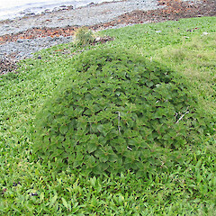 Enderby Island.<br>Photographer: John Barkla, Licence: <a target='_blank' href='https://creativecommons.org/licenses/by/4.0'>CC BY</a>. <a class='member-message' href='/nzpcn/why-join-nzpcn/' target='_blank'>Members can view a larger version of this image.</a>