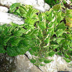 Chatham Islands.<br>Photographer: Peter J de Lange, Licence: <a target='_blank' href='https://creativecommons.org/licenses/by-nc/4.0'>CC BY-NC</a>. <a class='member-message' href='/nzpcn/why-join-nzpcn/' target='_blank'>Members can view a larger version of this image.</a>