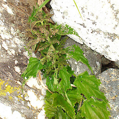 Chatham Islands.<br>Photographer: Peter J de Lange, Licence: <a target='_blank' href='https://creativecommons.org/licenses/by-nc/4.0'>CC BY-NC</a>. <a class='member-message' href='/nzpcn/why-join-nzpcn/' target='_blank'>Members can view a larger version of this image.</a>