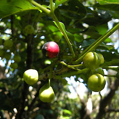 East Cape.<br>Photographer: John Sawyer, Licence: <a target='_blank' href='https://creativecommons.org/licenses/by-nc/4.0'>CC BY-NC</a>.